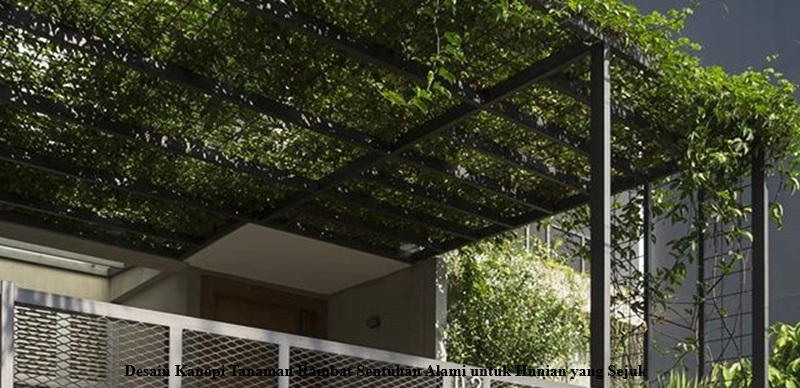 Desain Kanopi Tanaman Rambat
